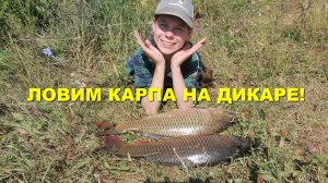 Ловим  КАРПА на  ДИКАРЕ!