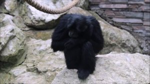 Сиаманги тоже очень любопытные и интересные 24.07.2025