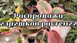 РАСПРОДАЖА ИЗЛИШКОВ МОИХ РАСТЕНИЙ 🌱🔥