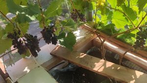 Виноград на балконе на 02.08.25