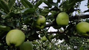 31 июля - 1 августа 2025