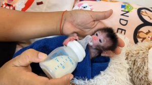 Обезьянка сиротка малютка наголодалась одна Пищит орет брыкается Помыли Спеленали туго Утихла Неумел