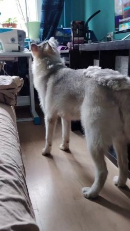 Суета перед гулянкой 😊