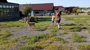 В АЙДА ПАРКЕ НОВЫЙ ЖИТЕЛЬ БЕМБИ/ПОСИДЕЛИ В КАФЕ.