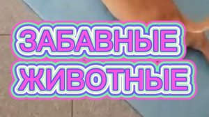 ЗАБАВНЫЕ ЖИВОТНЫЕ