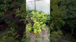 Абрикосы и огромный урожай яблок в Тюмени.