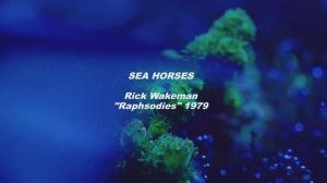 Sea Horses - Izold and Tristina