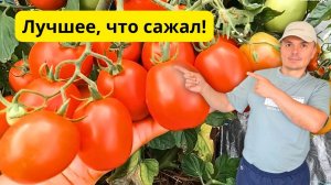 Лучшие низкорослые томаты: урожайные гибриды для вашего огорода- обзор!!!