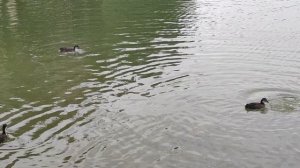 Лысуха. Семейство с малышами.