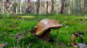 БЕЛЫЕ ГРИБЫ