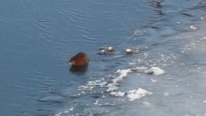 Смотрю сидит ондатра на снегу. А друзья говорят, что это кочка