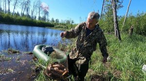 "Золотой" карась в торфяных лужах...