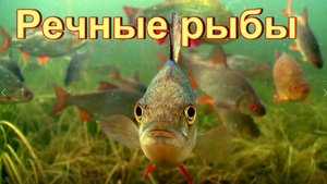 Речные рыбы — самые известные виды пресноводных обитателей