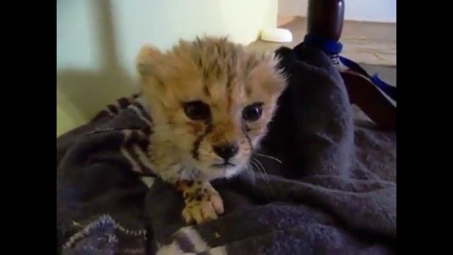 Как мяукает котёнок гепарда?