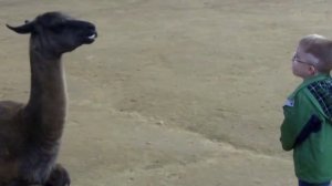 МАЛЬЧИК ПОЗНАКОМИЛСЯ С ЛАМОЙ))) ПЛЮНУВ ЕМУ В ЛИЦО))) СМОТРЕТЬ ВИДЕО ПРИКОЛЫ 2025 ОНЛАЙН ЮМОР