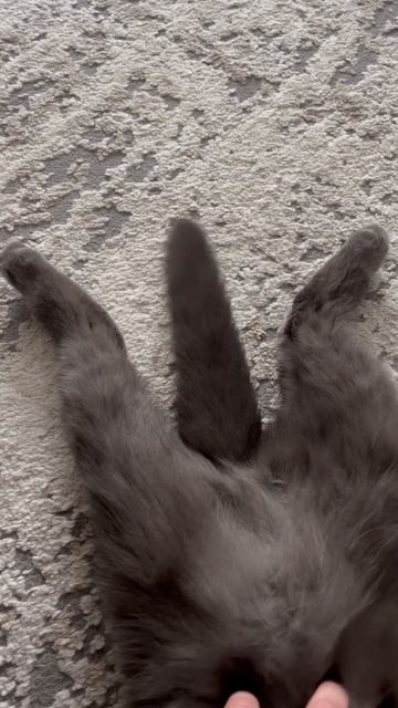 хвостик тик так балдеем
котики  мята котэ
смешноевидео