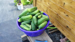 Покупки. Обход огорода