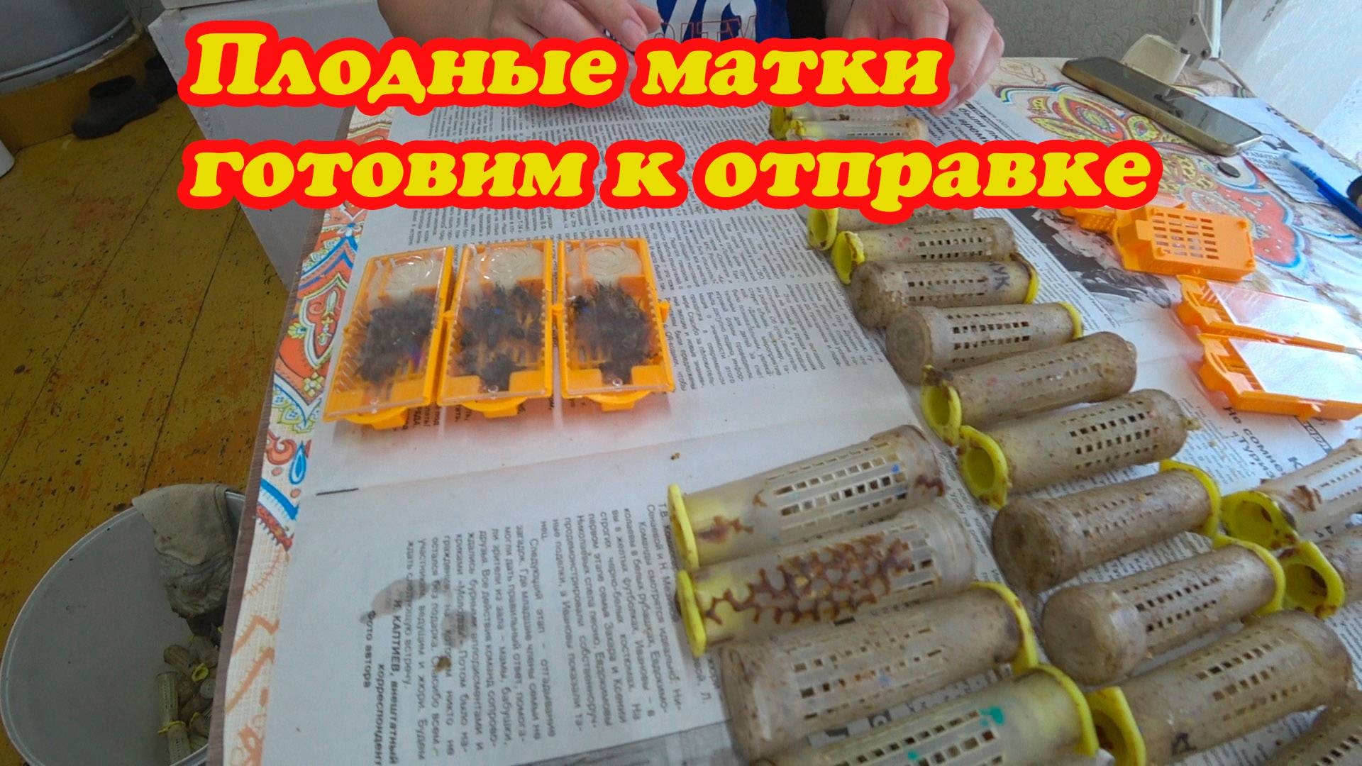 ОТОБРАЛИ ПЛОДНЫХ МАТОК И ПЕРЕСАЖИВАЕМ В ПЕРЕСЫЛОЧНЫЕ КЛЕТОЧКИ. смотреть онлайн