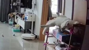 Котов позвали по видеосвязи