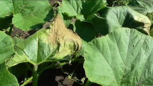 Зачем нужно поливать плети тыквы, арбуза, кабачка, дыни и огурца.