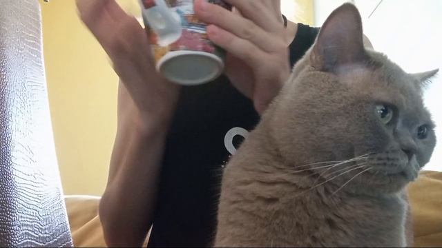 Придумываем рандом песню/Миссис дымка 🎹
ни одна кошка при съёмке не пострадала потом отдыхала час! смотреть онлайн