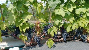 Виноградник после града