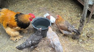 2 августа.Наши будем.Жизнь на Кубани