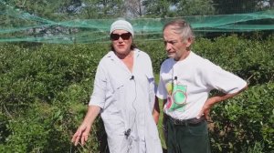 Как растет голубика в Беларуси Часть 2