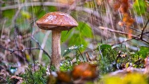 Грибной дождь (инструментал)