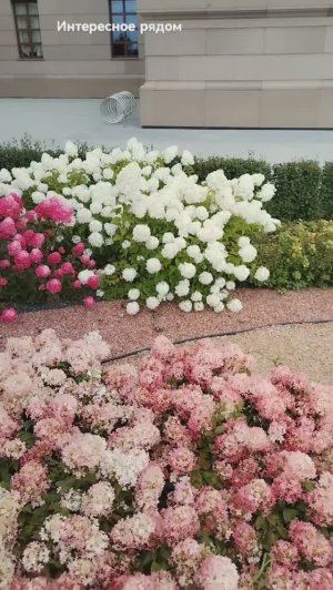 Красивые цветы на клумбе. Челябинск, Христорождественский собор.