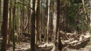 Anton Leex /Secret place