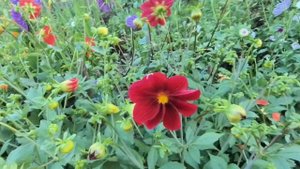 lПримчались все дерев но б