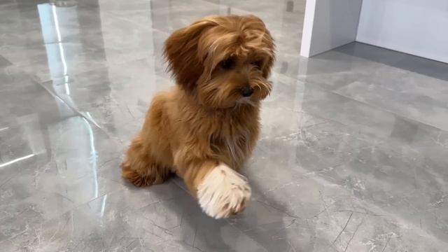 Марк заботится о собаке и покупает новые машины смотреть онлайн