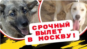 Жизнь висела на волоске и сразу вылет! Помогите хвостикам!