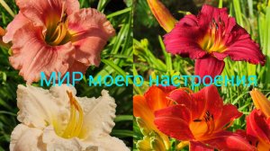 02.08.25 Дача.Цветы в саду это прекрасно