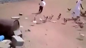 ПОВЕЛИТЕЛЬ КУР БЕЖИТ)))) СМОТРЕТЬ ВИДЕО ПРИКОЛЫ 2025 ОНЛАЙН ЮМОР