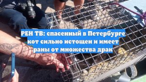 РЕН ТВ: спасенный в Петербурге кот сильно истощен и имеет раны от множества драк