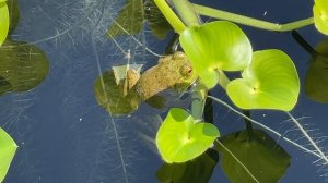 Лягушонок - приплыл (к Виктории Круса)