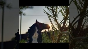 заставка к моему каналу