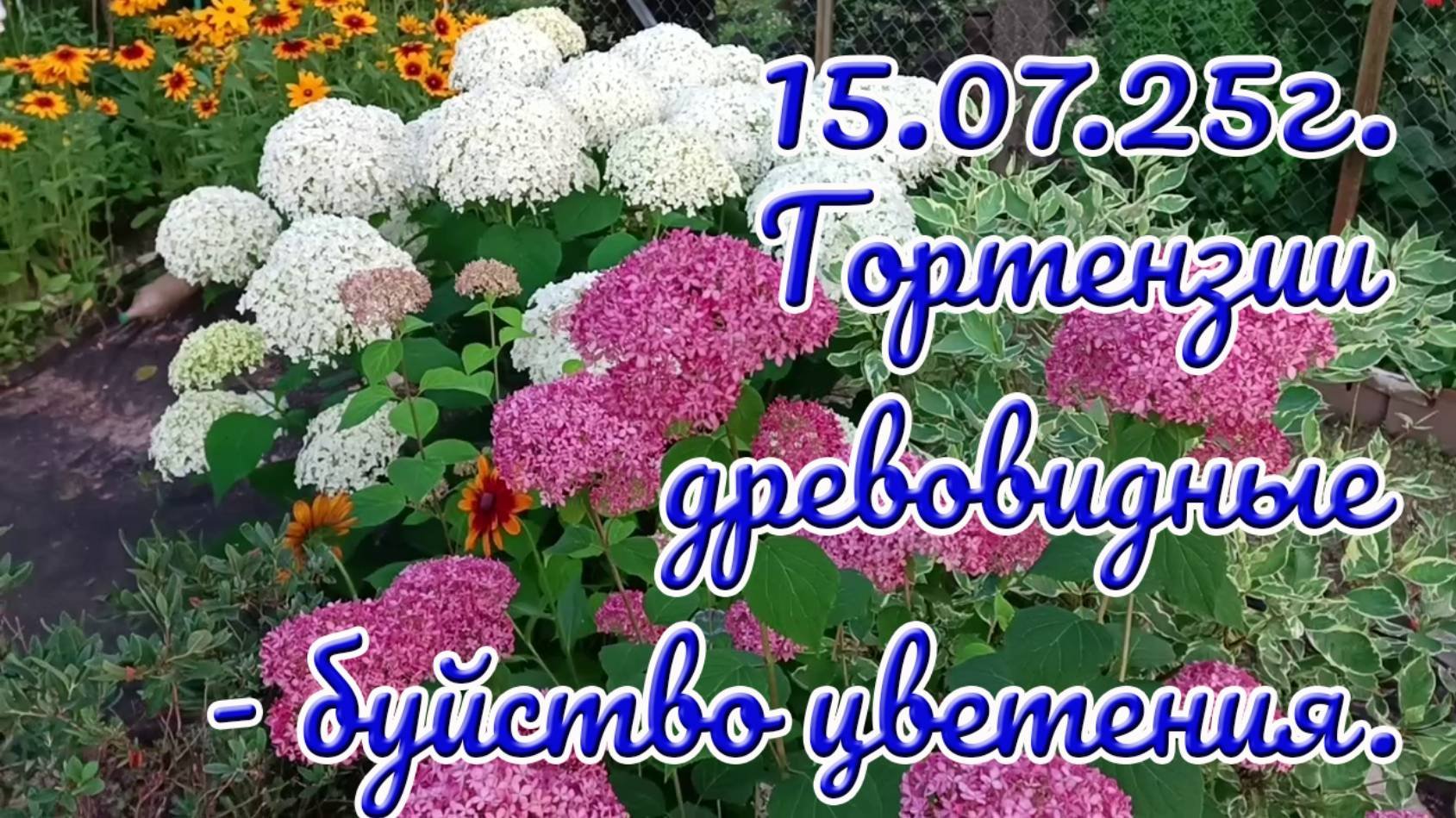 15.07.25г. Пробежка по саду. Гортензии древовидные - буйство цветения.