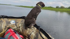 Щука или Судак