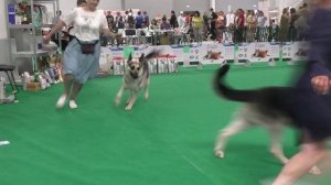 Сравнение на ЛЮ и ЛПП