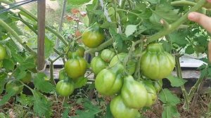 томатики 03.08.25.mp4