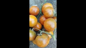 Томат Гном Патч для души 🍅🍅🍅