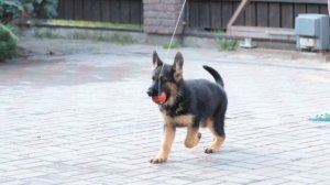 Софтнесс Флинт Ницца