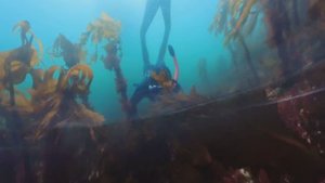 Профессия водолаз. Сбор морского ежа в Баренцевом море