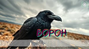 Ворон - клип от гр. ПАНКОЗАВРЫ