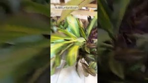 Краткий обзор поставки кордилин S10 июнь 2025