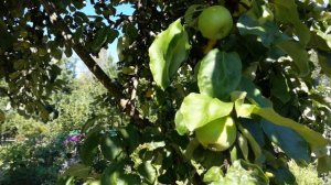 Начало августа, утренняя прогулка