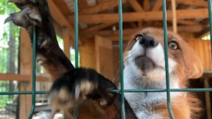 Лиса-Алиса. Лис Игнис встречает утром